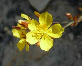Helianthemum scoparium flower
